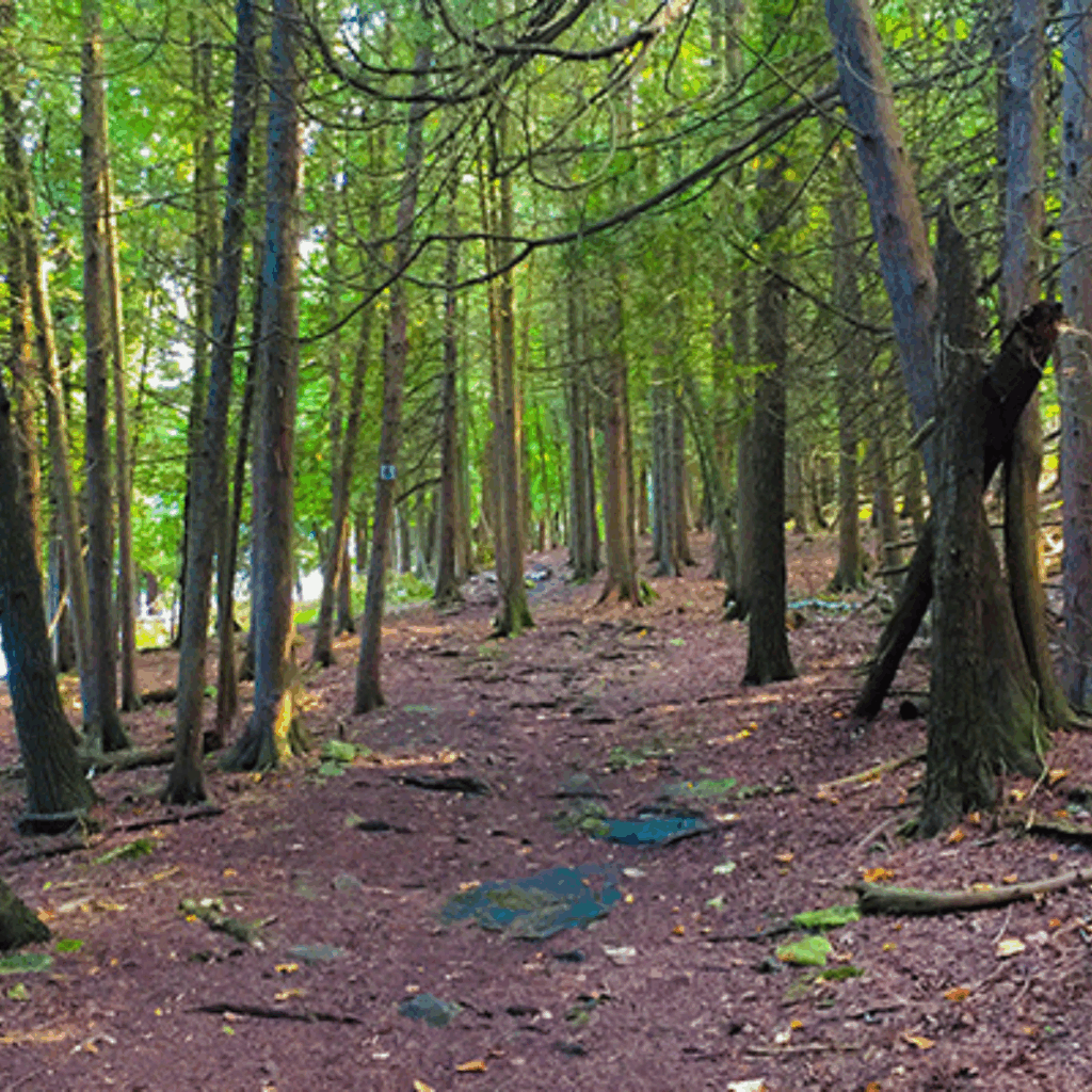 Forrest trail at Potawatomi State Park in Sturgeon Bay. Top 5 scenic hikes in Door County.