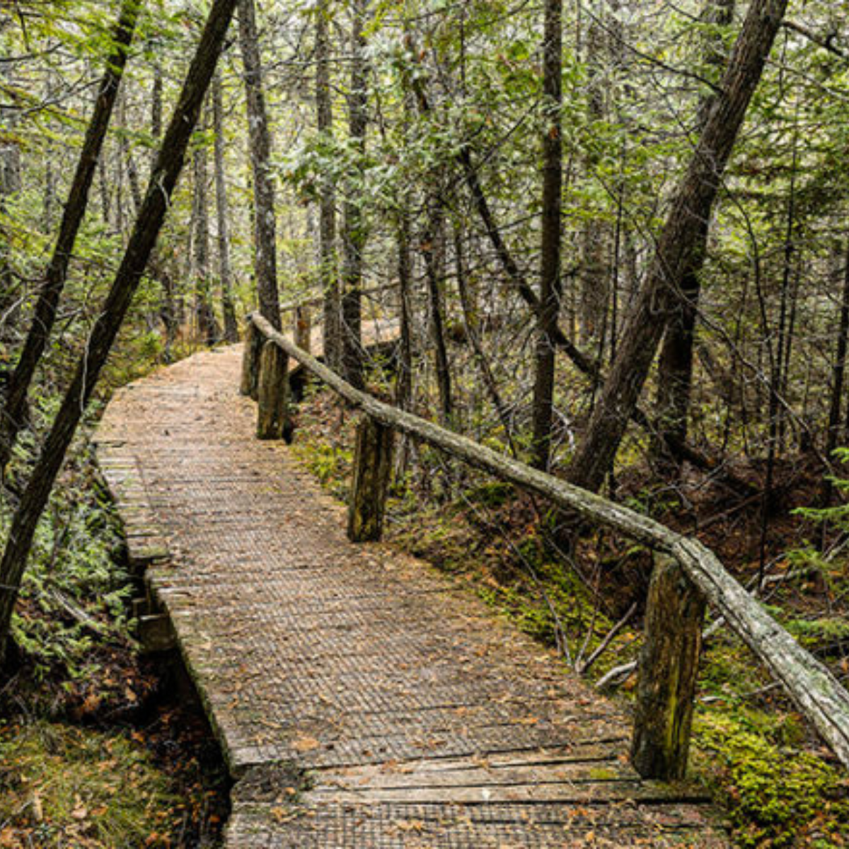 Ridges Sanctuary State Park, Door County, WI. Forest boardwalk.