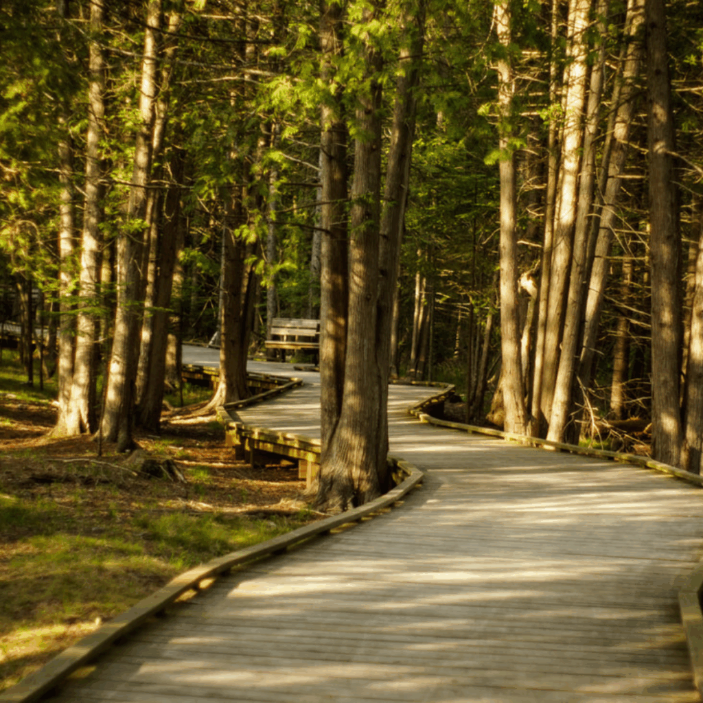 Ridges Sanctuary State Park, Door County, WI, forest boardwalk.